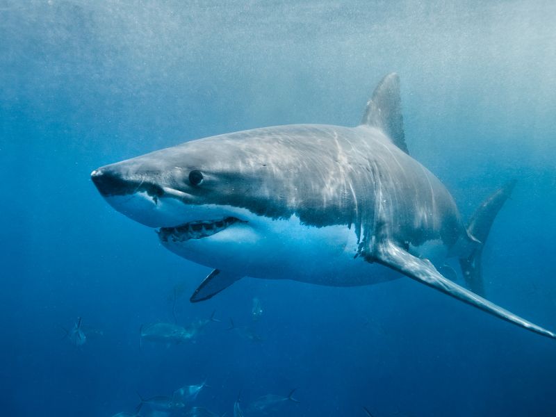 great-white-shark