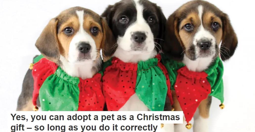 Pets as Christmas gifts