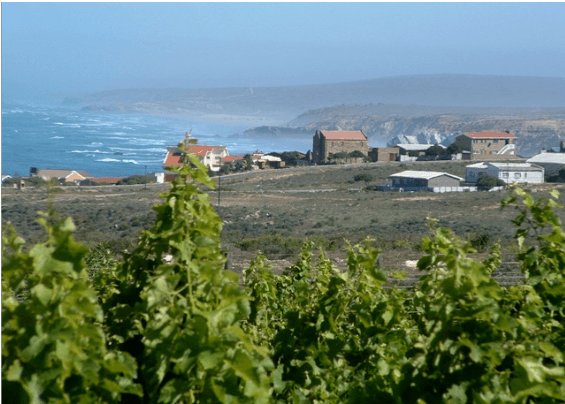 Vineyards with a seaview