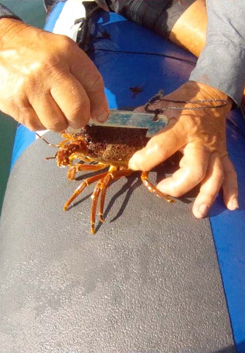 kreef crayfish catching side2