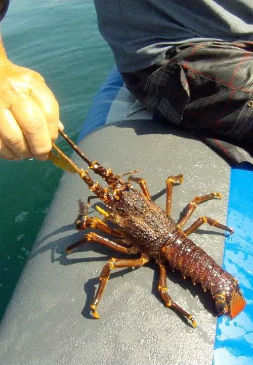 kreef crayfish catching side3