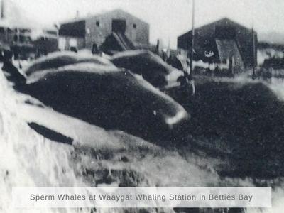 Sperm whales in Bettiesbay