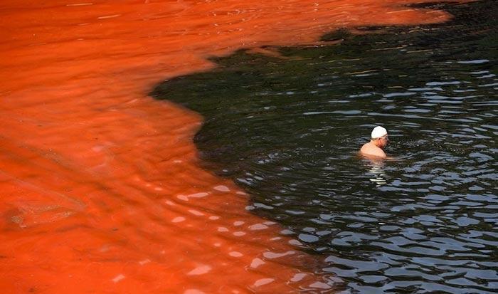 algae dangerous red tide