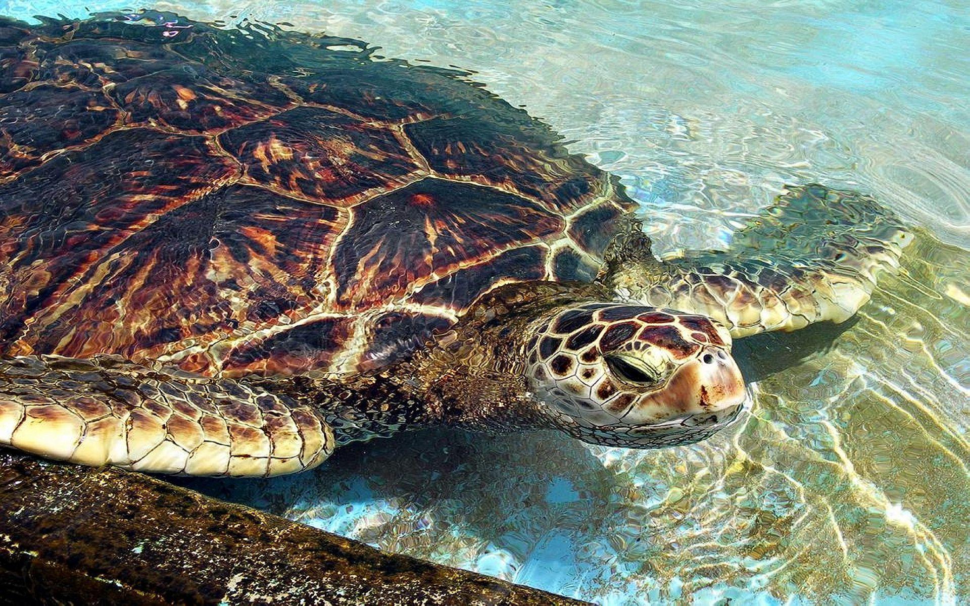 loggerhead-sea-turtle free