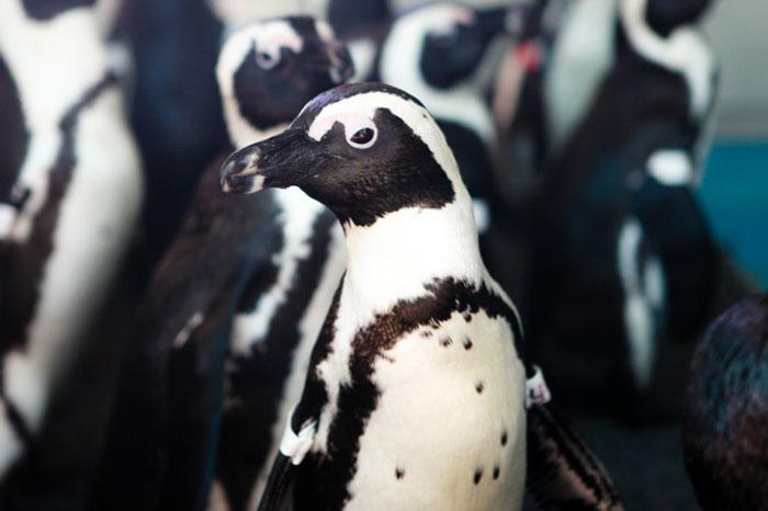 penguin oilspill ec01