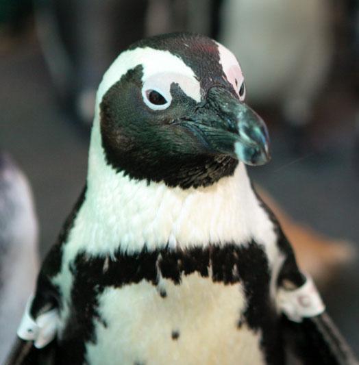 penguin oilspill ec1