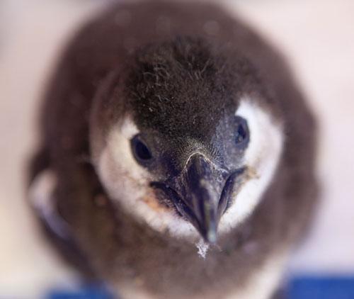 penguin oilspill ec3