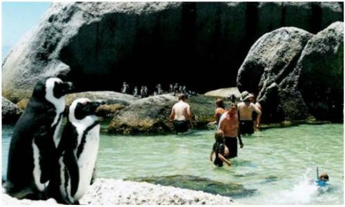 Boulders beach penguins 500 x 300