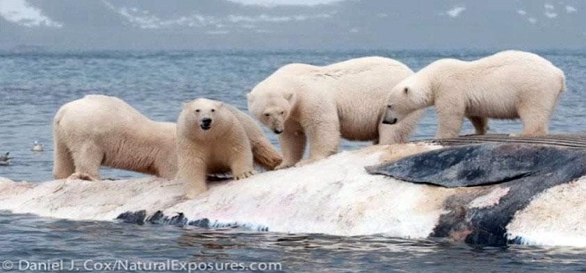 Whale eaten by ice bears
