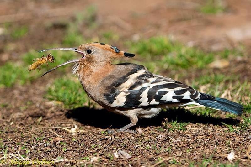 African Hoopoe with Mole Cricket 800 brian