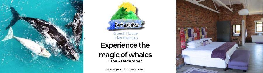 Experience the magic of whales 900x250