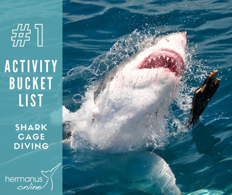 Activity bucketlist 1 shark