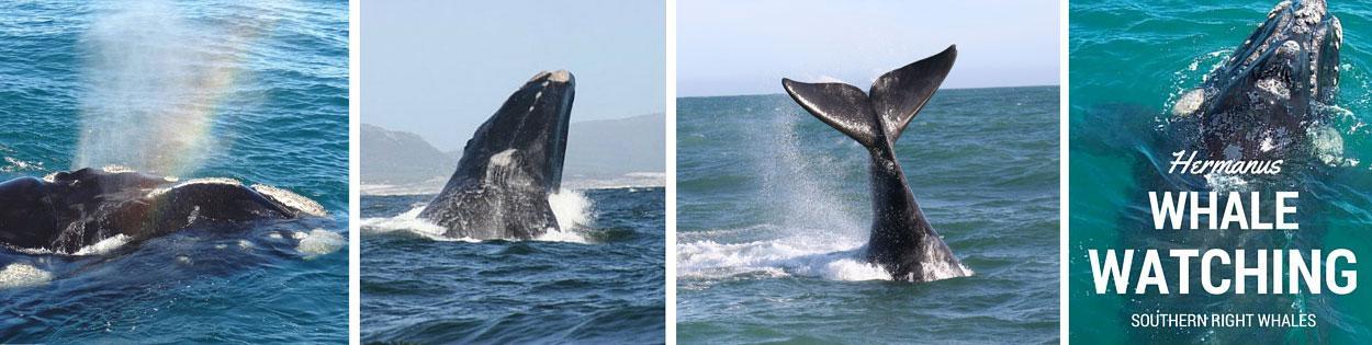 book your whale watching trip today