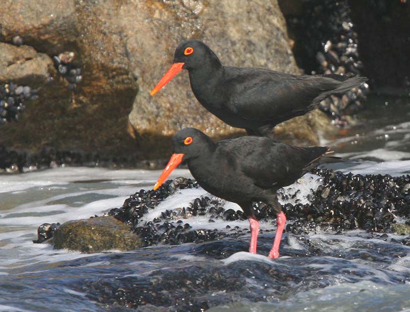 African Black Oystercatchers at Robberg Nature Reserve