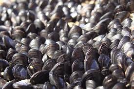 red tide mussels