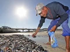 red tide people pick mussels