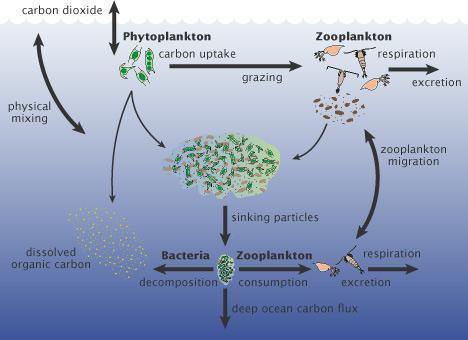 red tide phytoplankton cycle