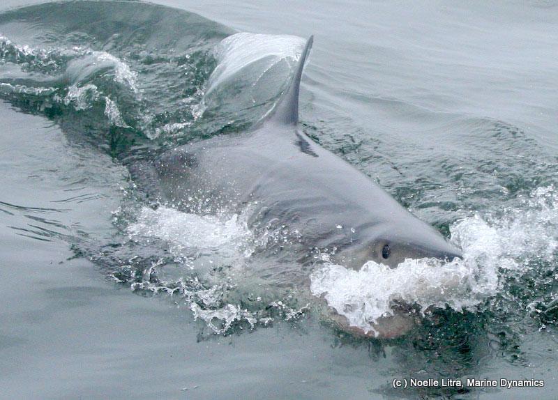 Great White Shark surfacing