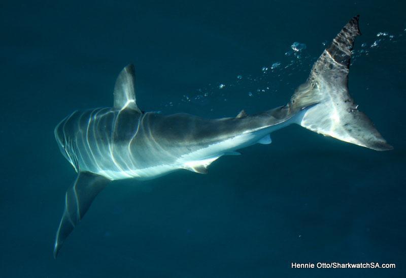 Great White Shark swim away