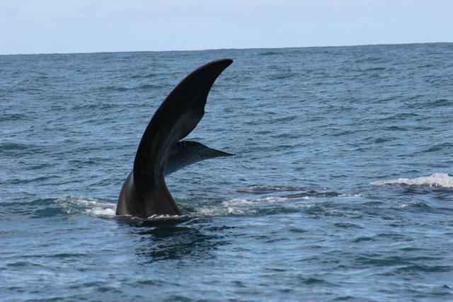 whale-tail-sr