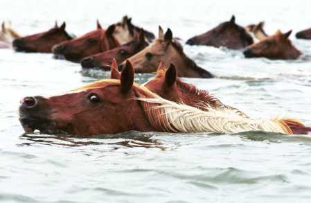 Swimming-Horses