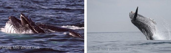 Humpback whales collage MRI