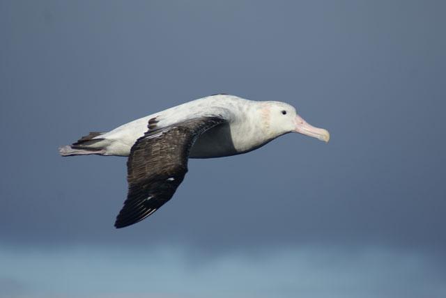 Wandering-albatross640