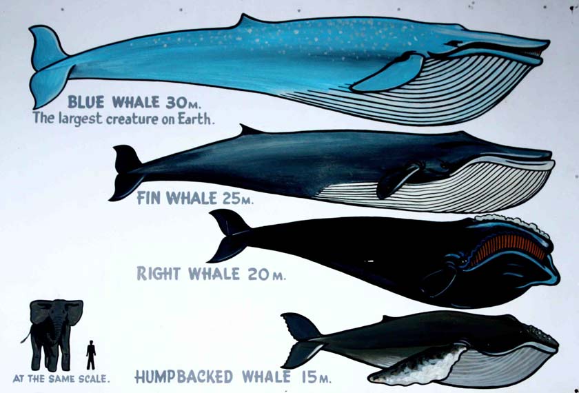 Blue Whales Hermanus Online Travel Magazine