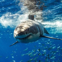 diving_with_sharks_2