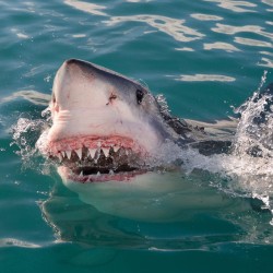 great_white_shark