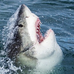 great_white_shark_2