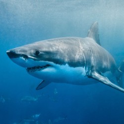 great_white_shark_3