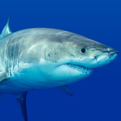 great_white_shark_4