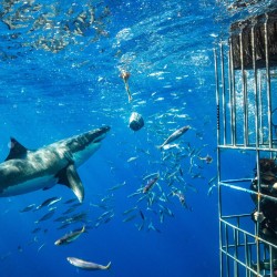 shark_cage_diving_2