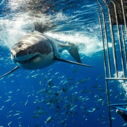 shark_cage_diving_3