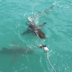 shark_cage_diving_4