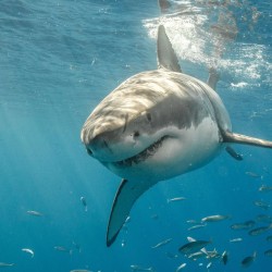 shark_diving_3