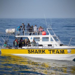 shark_diving_boat