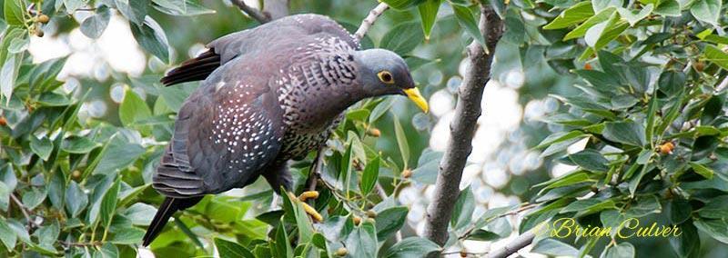 African Olive-pigeon (Geelbekbosduif) in the Overberg | Hermanus Online ...