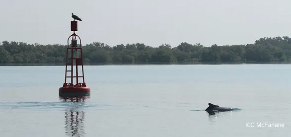 Endangered HB Dolphin 