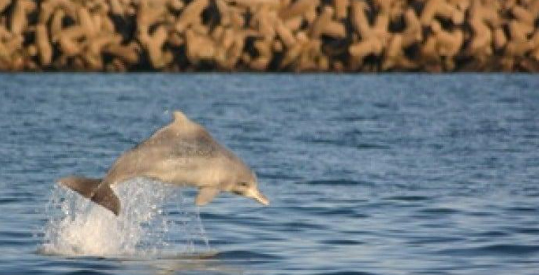 Humpback Dolphin MRI whale unit