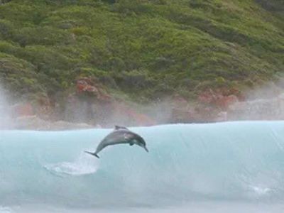 Protecting the endangered Indian Ocean Humpback dolphin