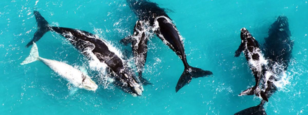 Numbers from the first Southern Right Whale count of 2024 are in!