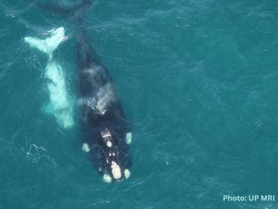 2024 Annual Southern Right Whale  Survey Results