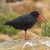 African Black Oystercatcher 