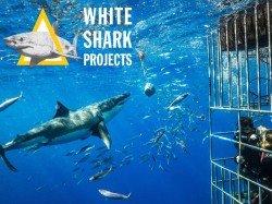 White Shark Projects